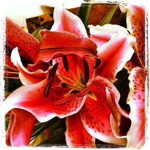 Meet your Posher, Devon